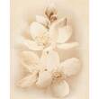 Декор Cersanit Diana Dec Flower 50x40 см, фото 1